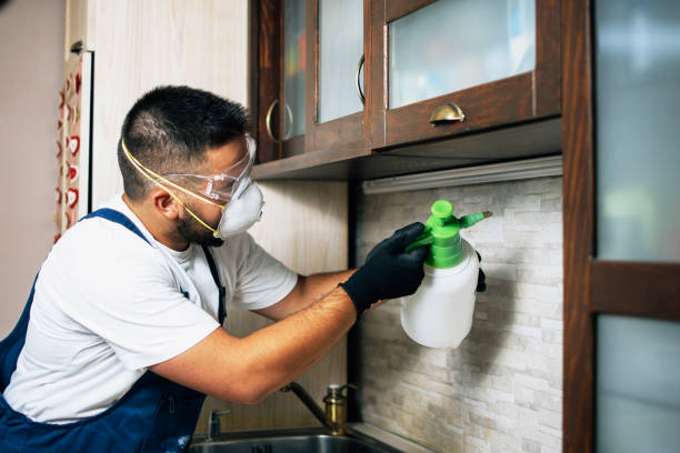 Best Wasp Removal Services  in Faribault, MN